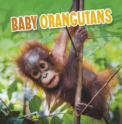 Baby orangutans Baby orangutans
