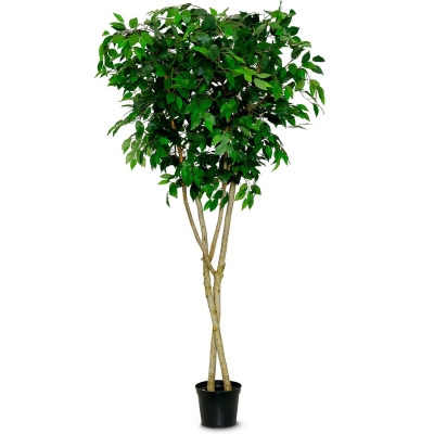 Ficus reading tree in planter