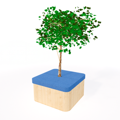 Ficus reading tree with small square seat
