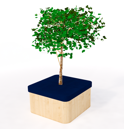 Ficus reading tree with small square seat